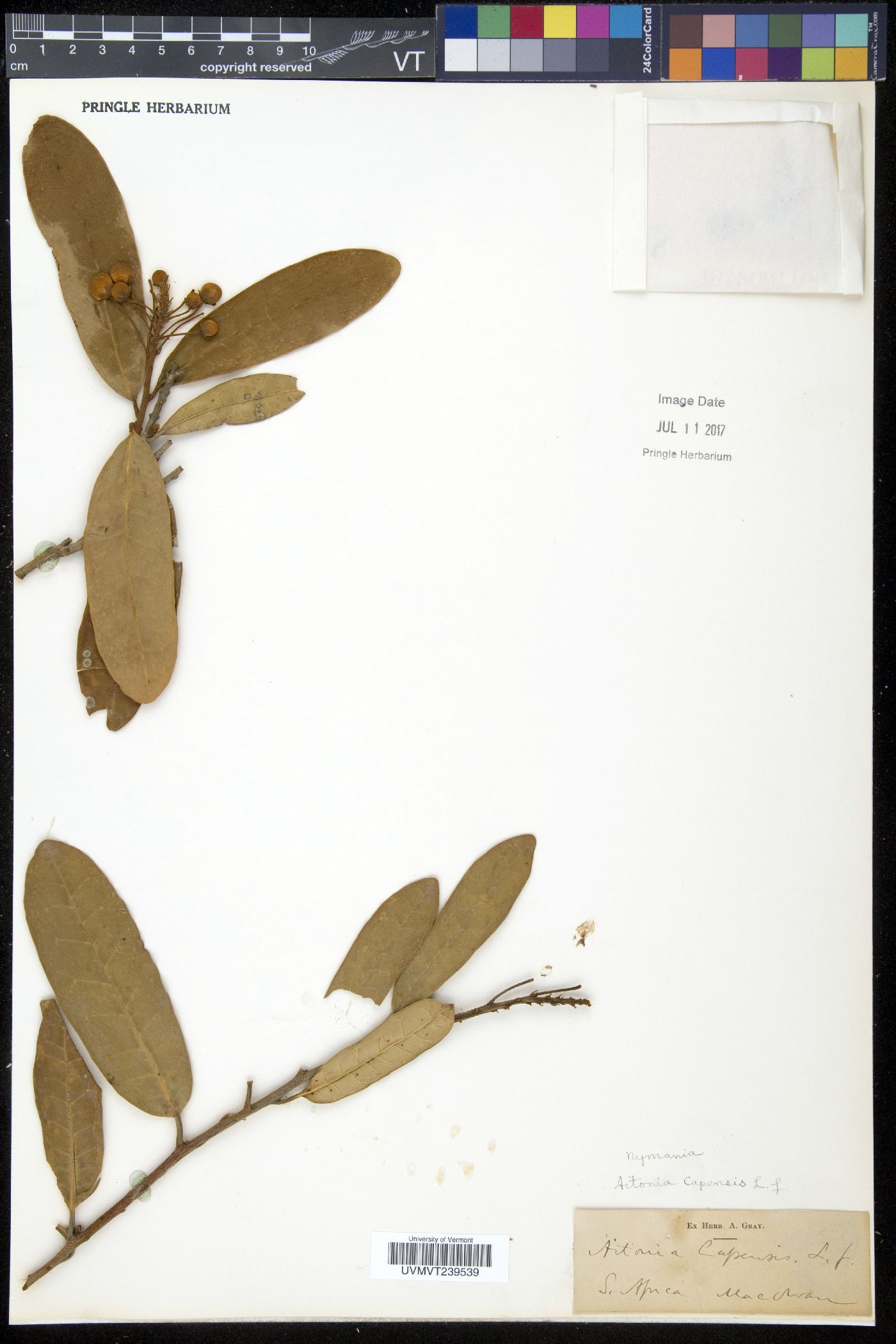 Aitonia image