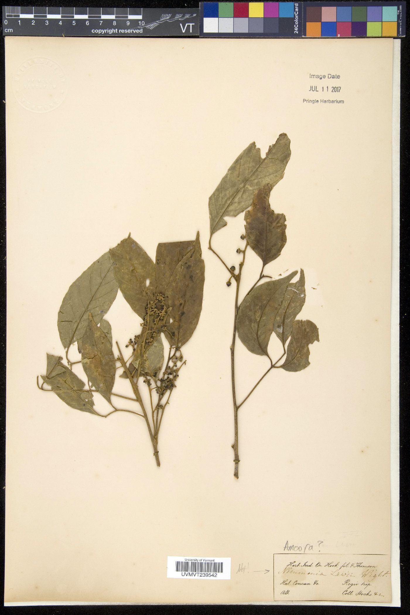 Amoora image