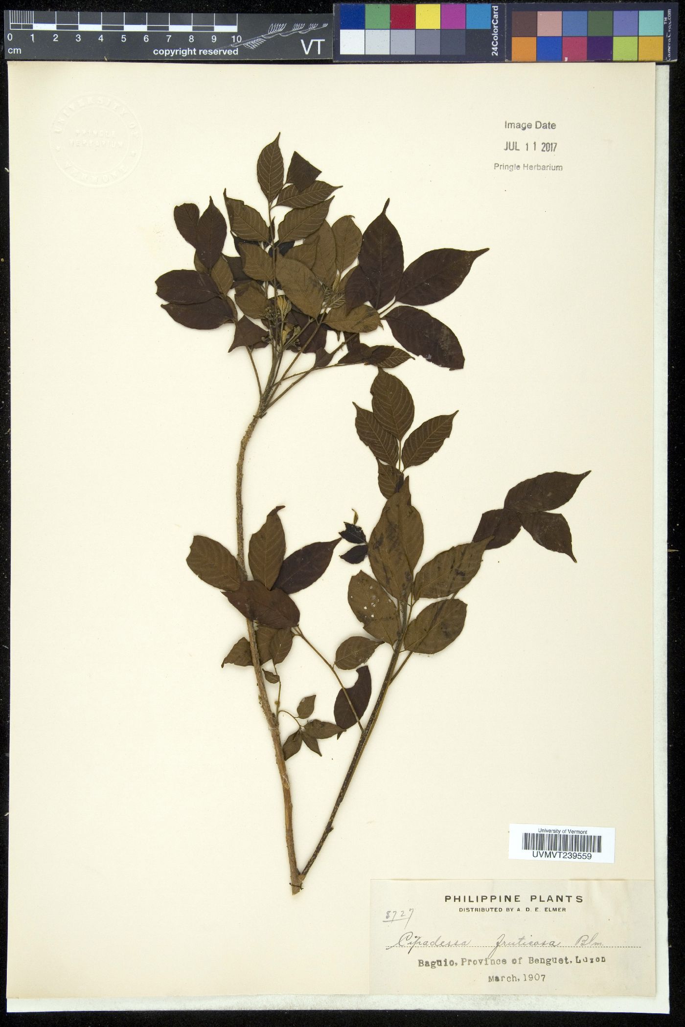 Cipadessa baccifera image
