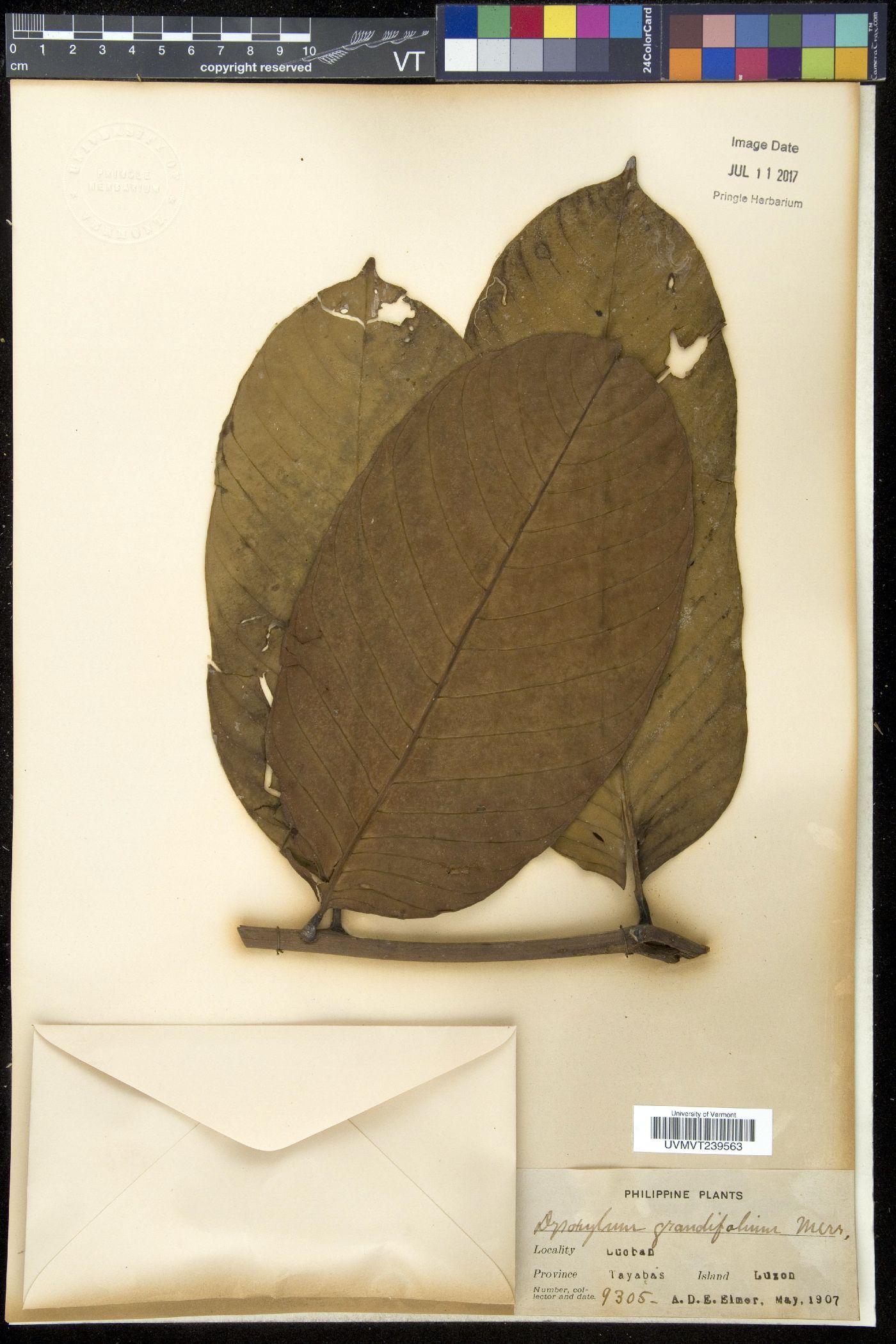 Dysoxylum grandifolium image