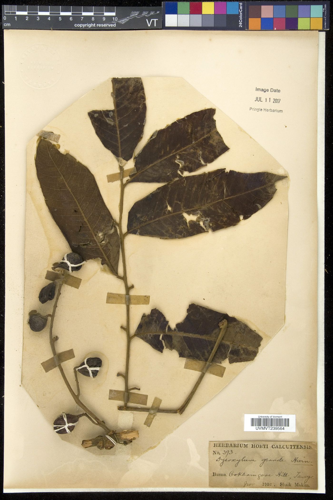 Dysoxylum grande image