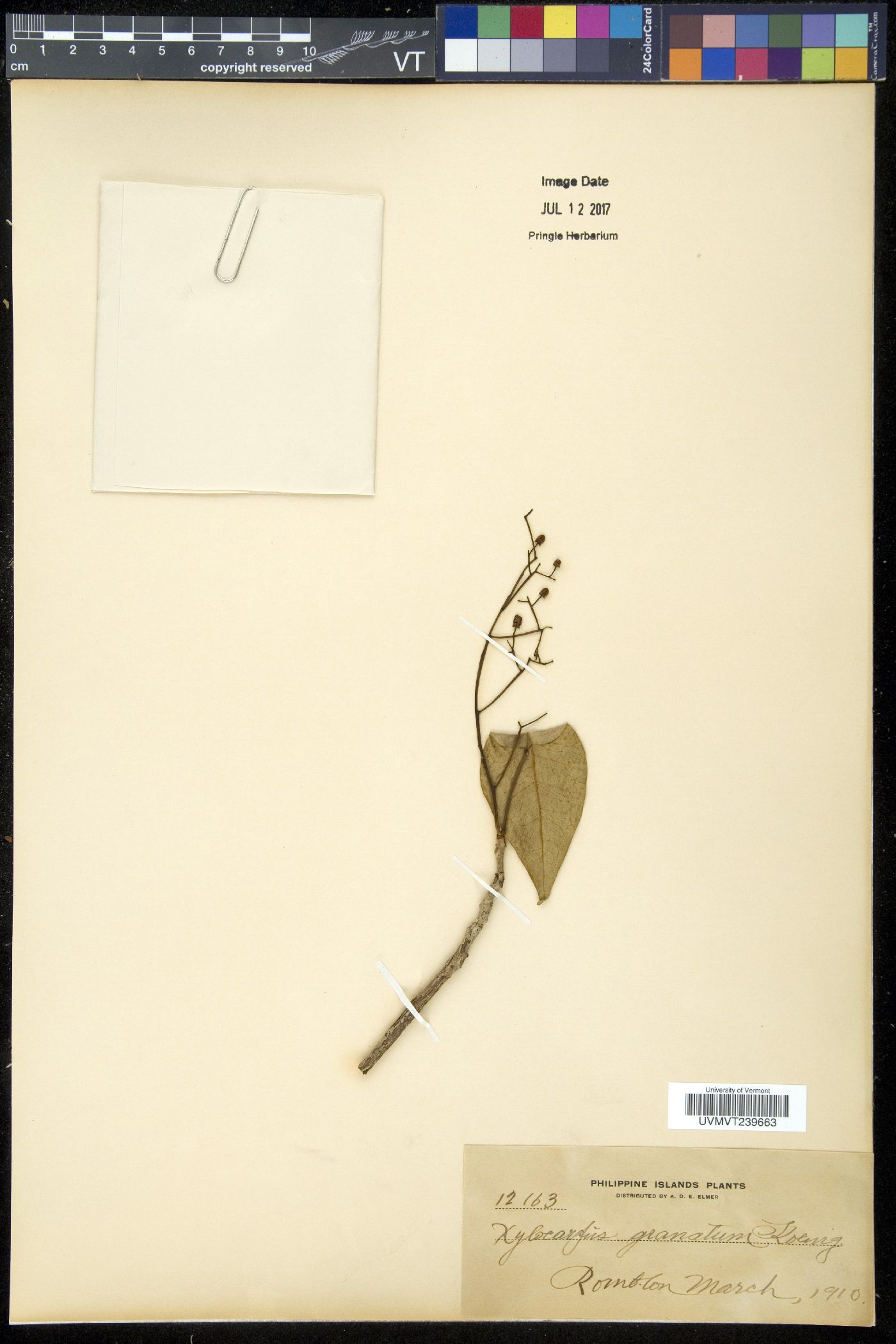 Xylocarpus image