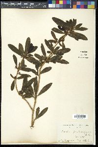 Daphne pseudomezereum image