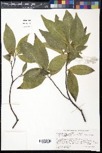 Daphnopsis americana image