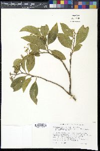 Daphnopsis americana image