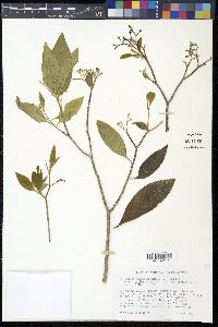 Daphnopsis americana image