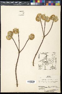 Edgeworthia papyrifera image