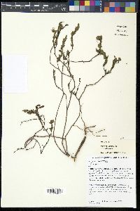 Pimelea linifolia image