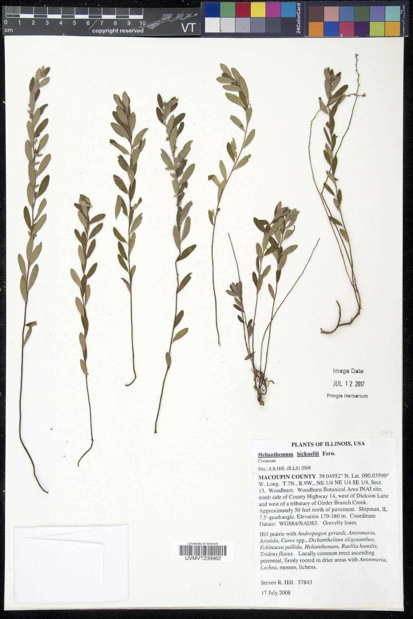 Helianthemum bicknellii image