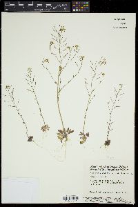 Arabidopsis thaliana image