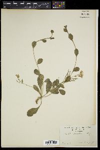 Arabis flagellosa image