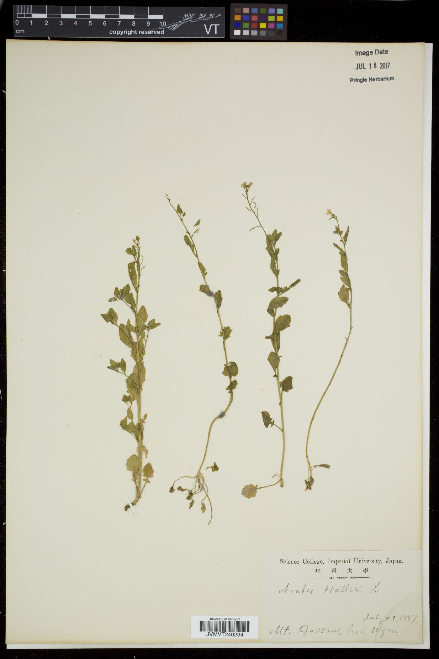 Arabidopsis halleri subsp. halleri image