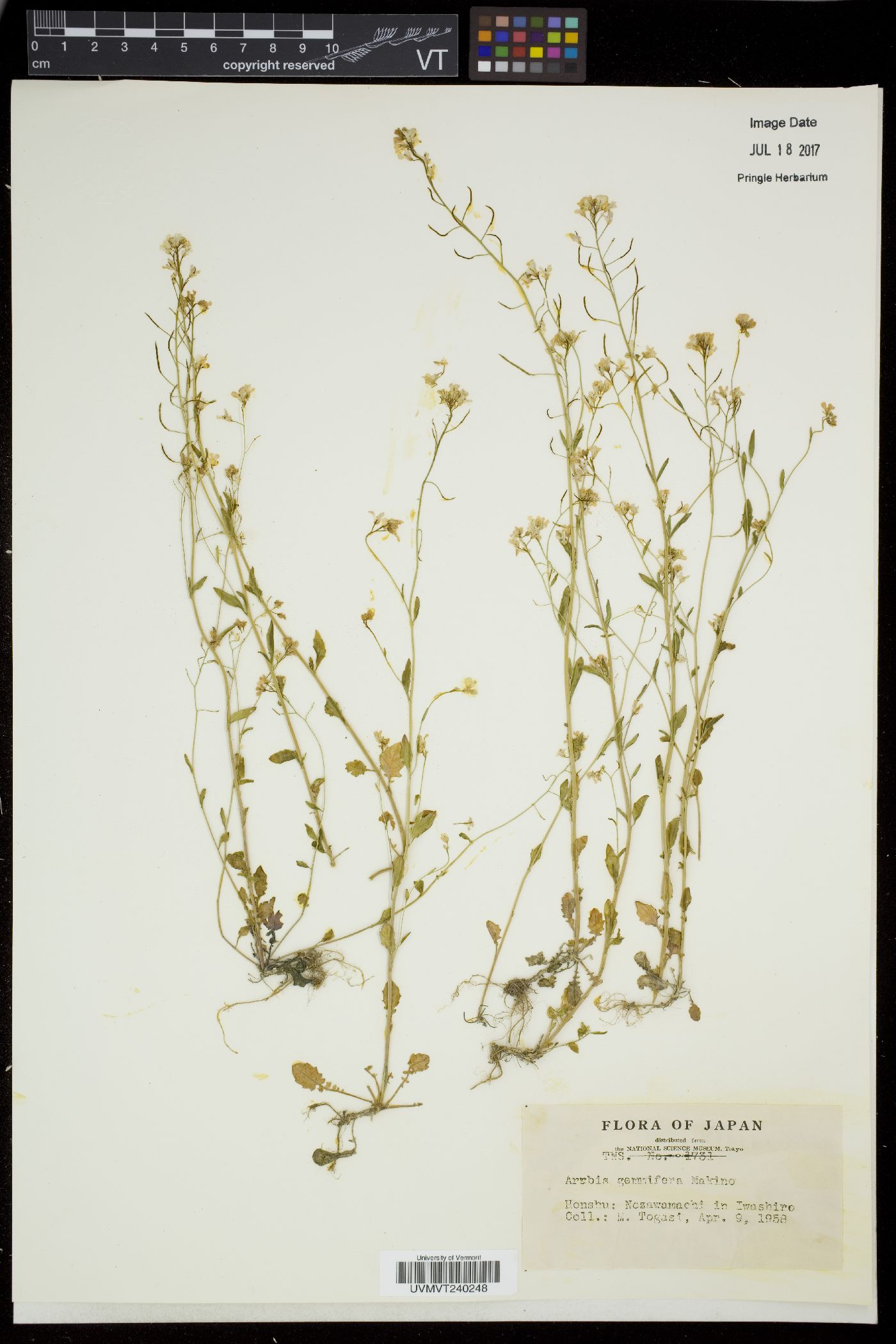 Arabidopsis halleri subsp. gemmifera image