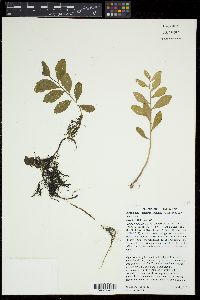 Armoracia lacustris image