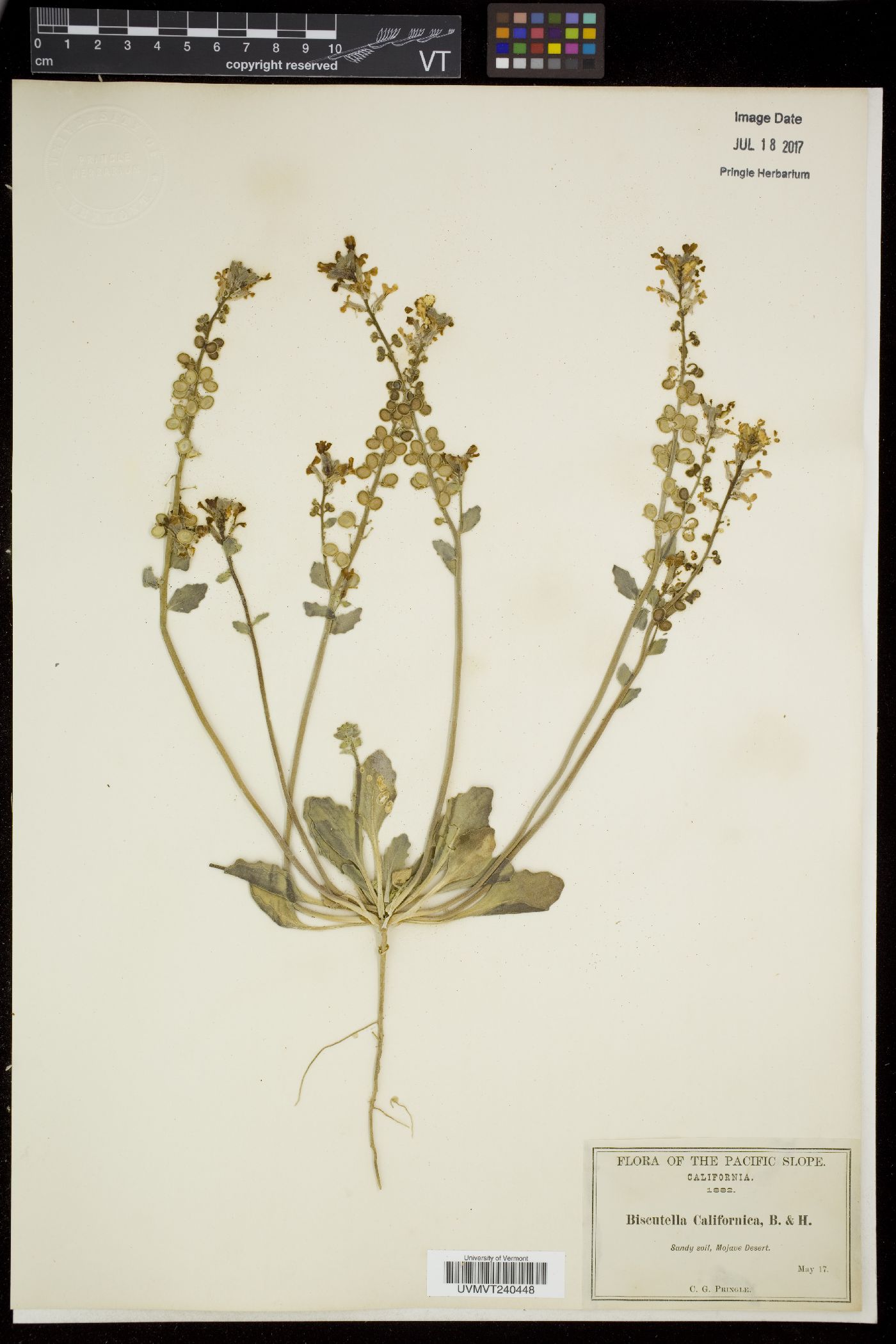 Biscutella image