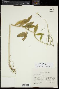 Borodinia canadensis image