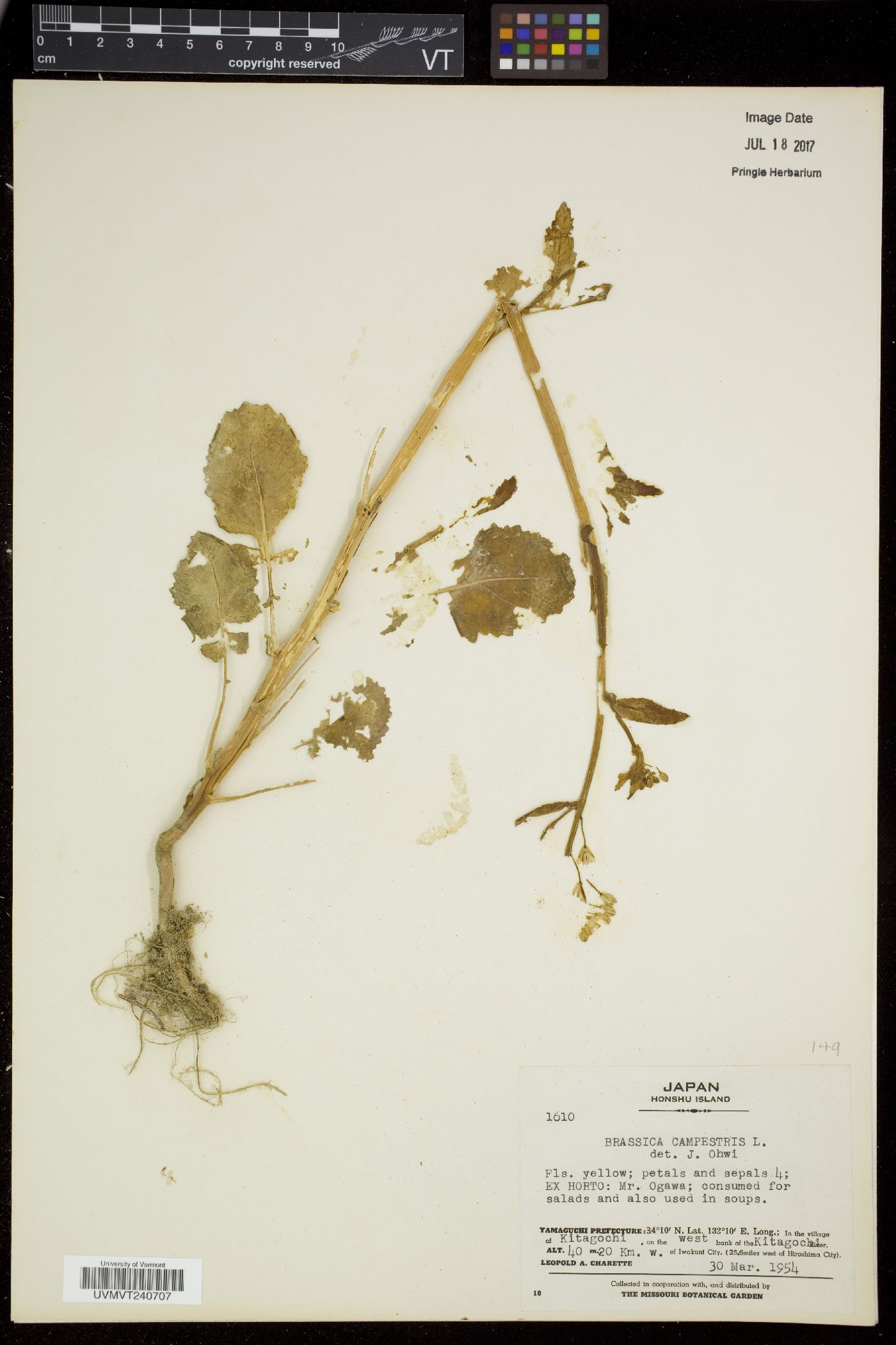 Brassica rapa var. rapa image