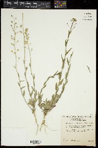 Camelina microcarpa image