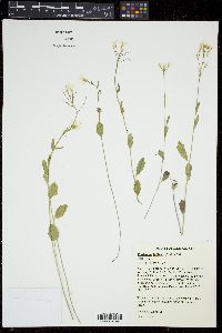 Cardamine bulbosa image