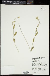 Cardamine bulbosa image