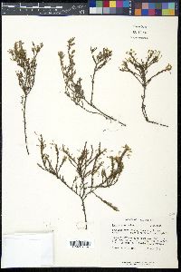 Hudsonia ericoides image