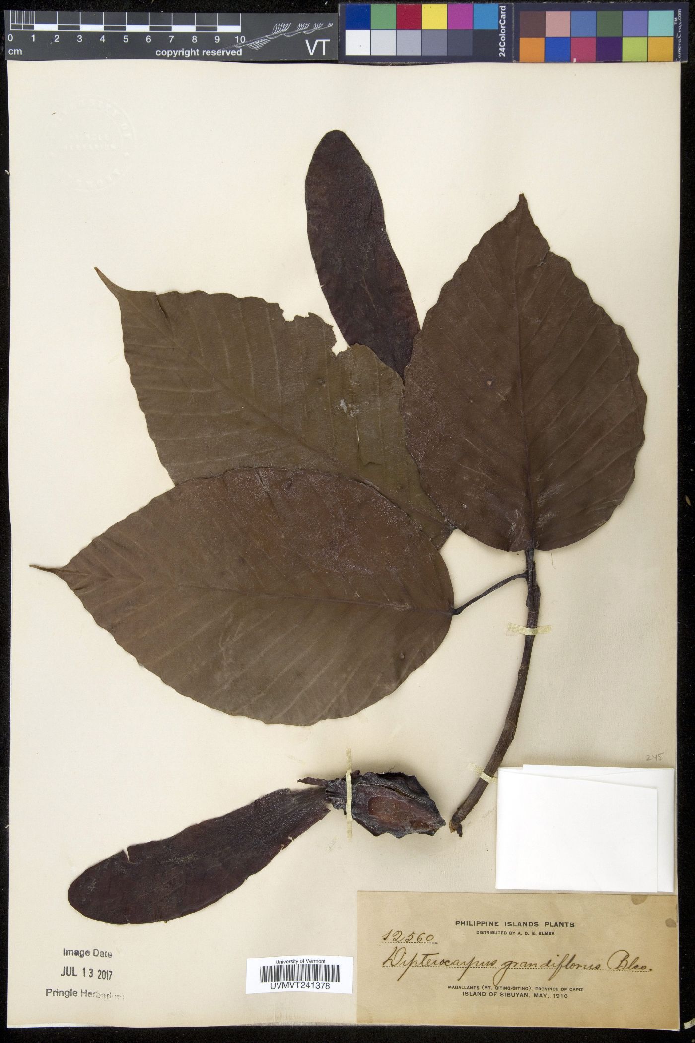 Dipterocarpus image