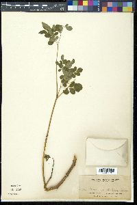 Moringa oleifera image