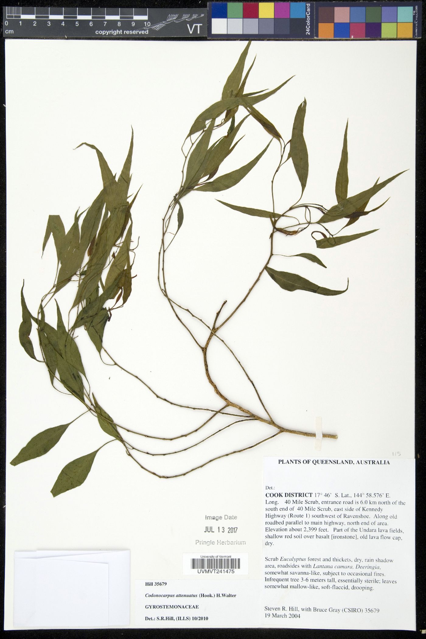 Codonocarpus attenuatus image