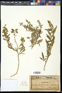 Reseda inodora image