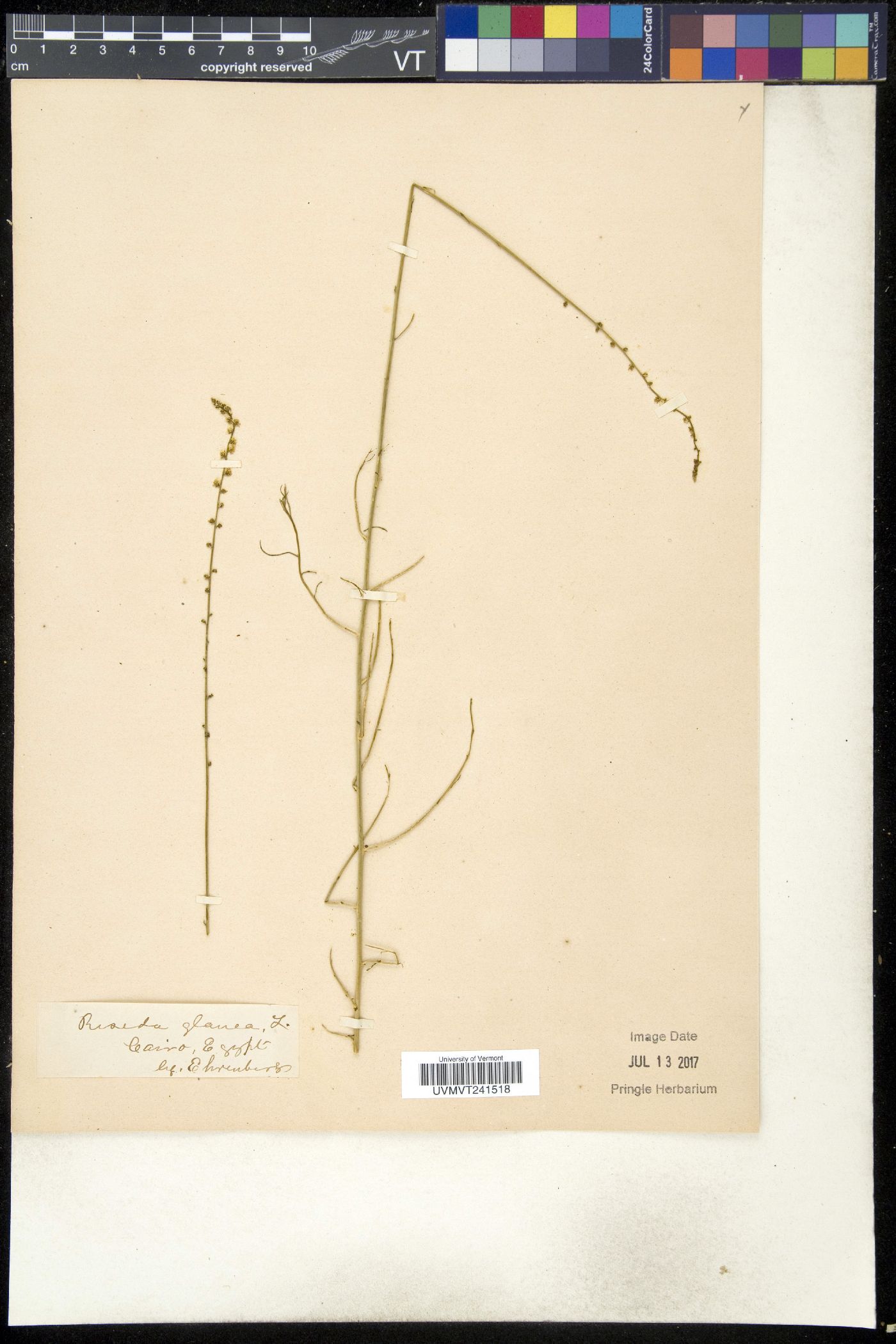 Reseda glauca image