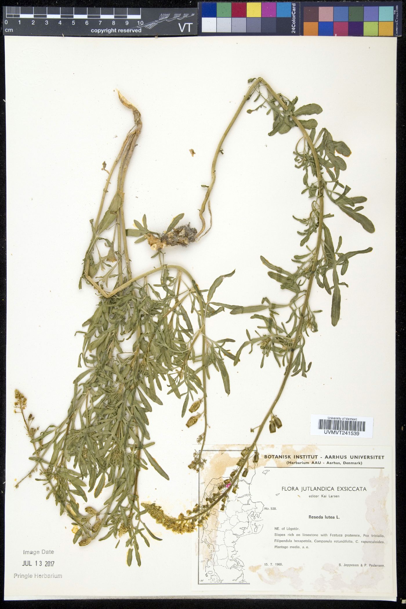 Reseda lutea image