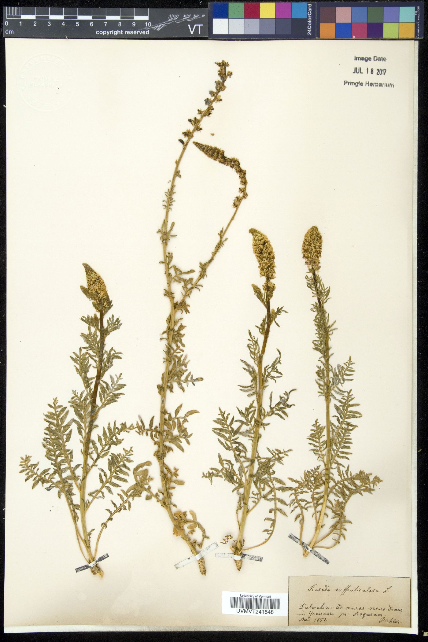 Reseda suffruticosa image