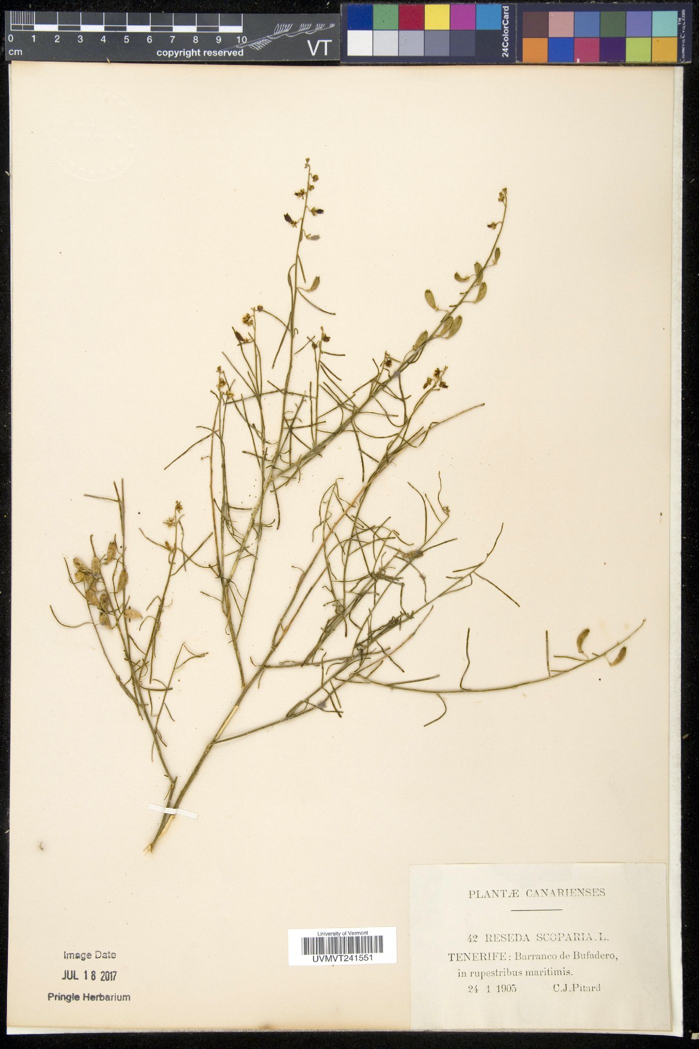 Reseda scoparia image