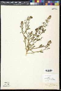 Reseda phyteuma image