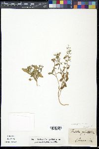 Reseda phyteuma image