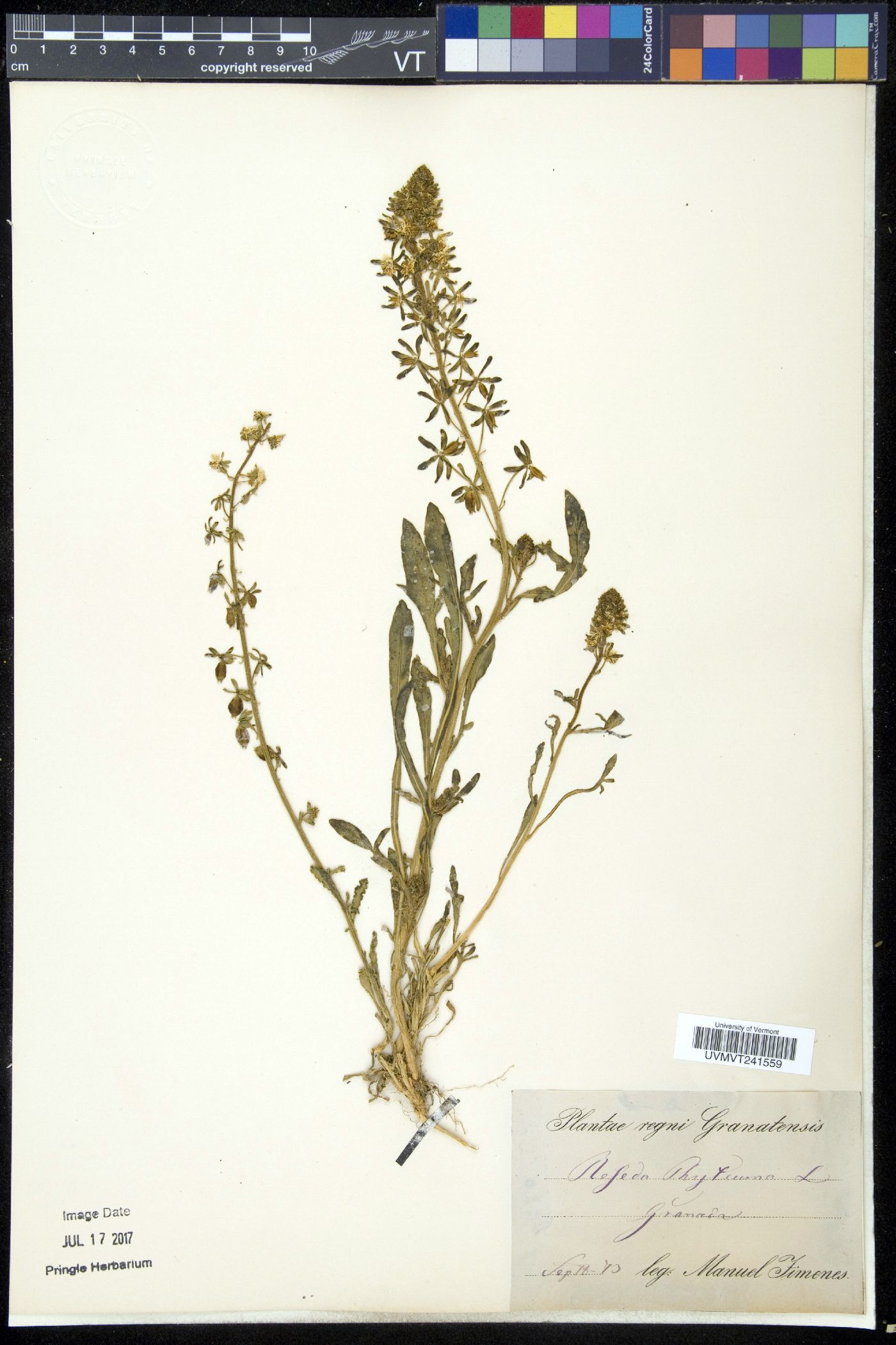 Reseda phyteuma image