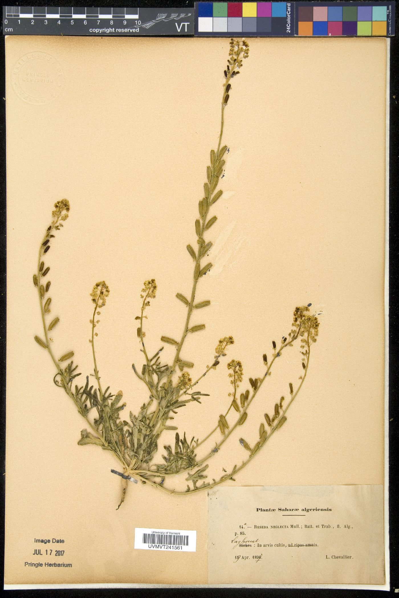 Reseda lutea subsp. neglecta image