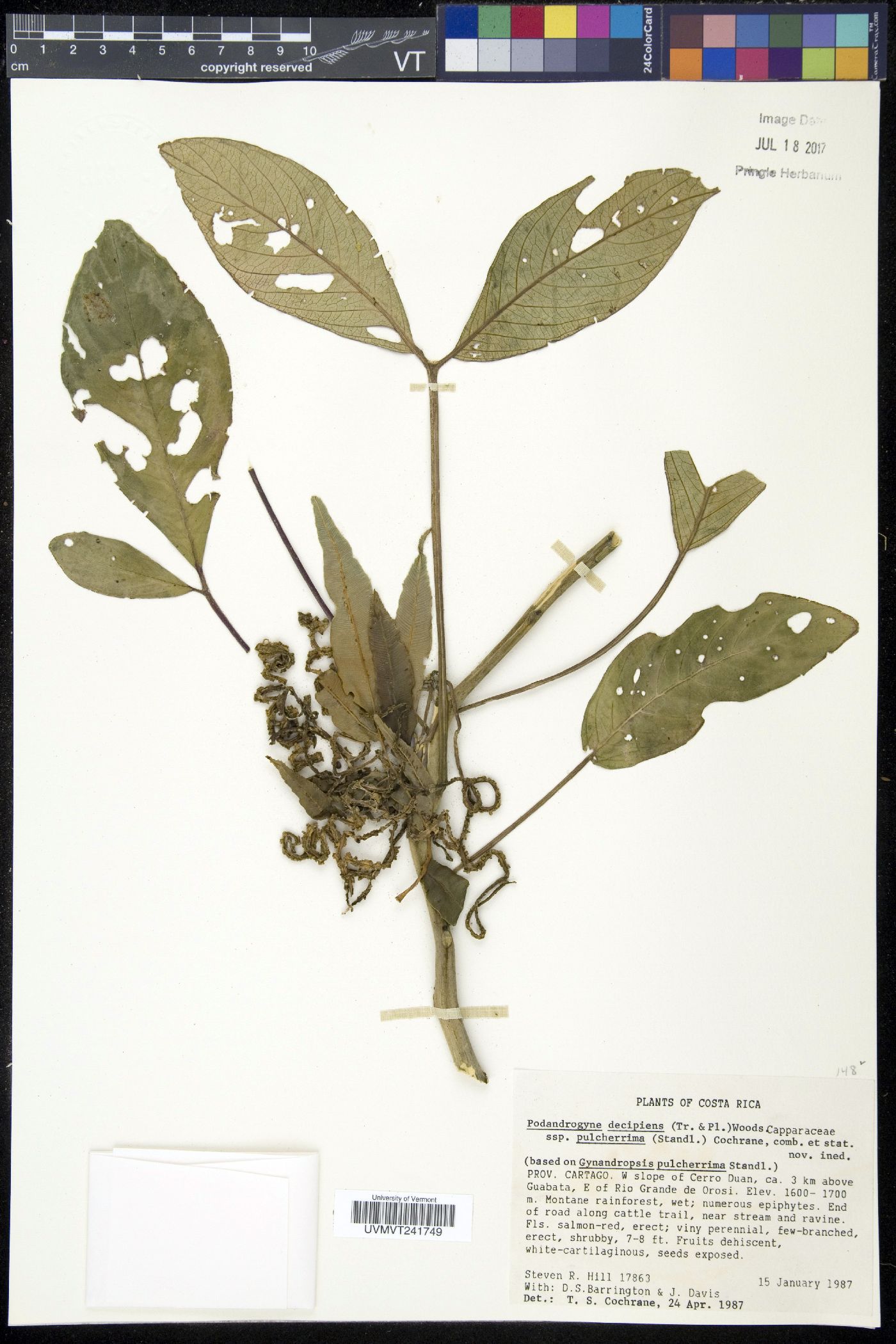 Podandrogyne decipiens image