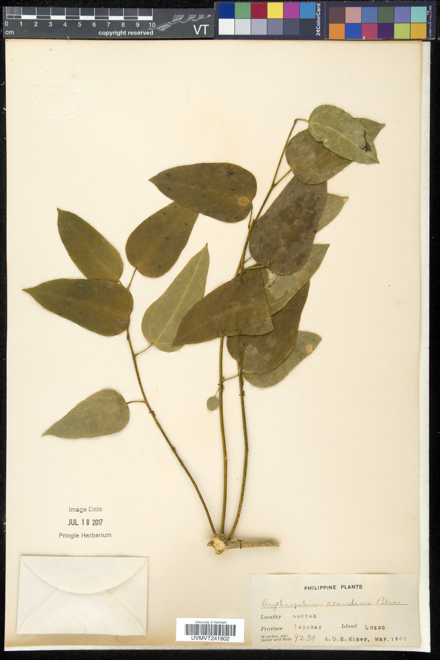 Erythropalum image