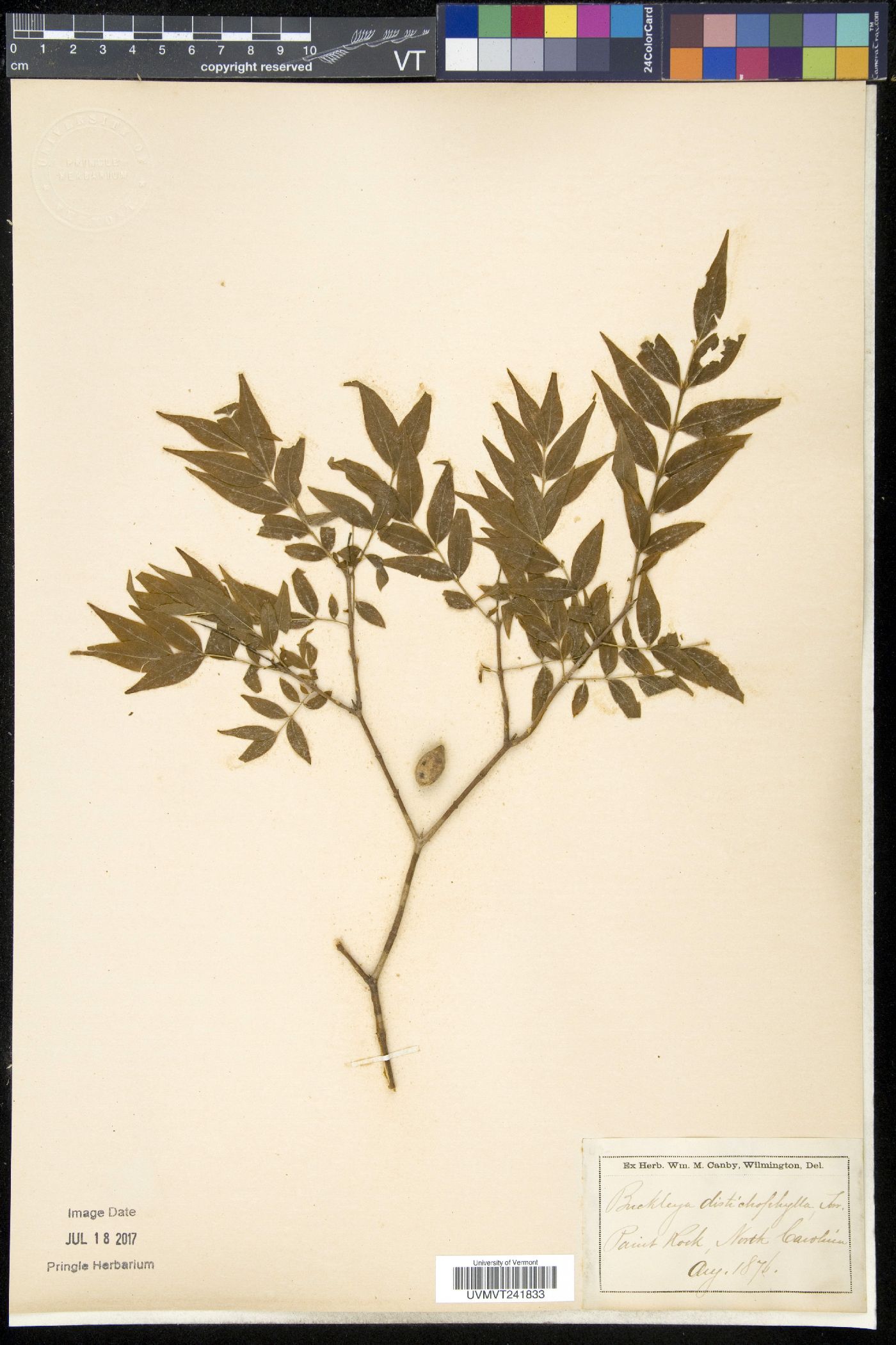 Buckleya distichophylla image