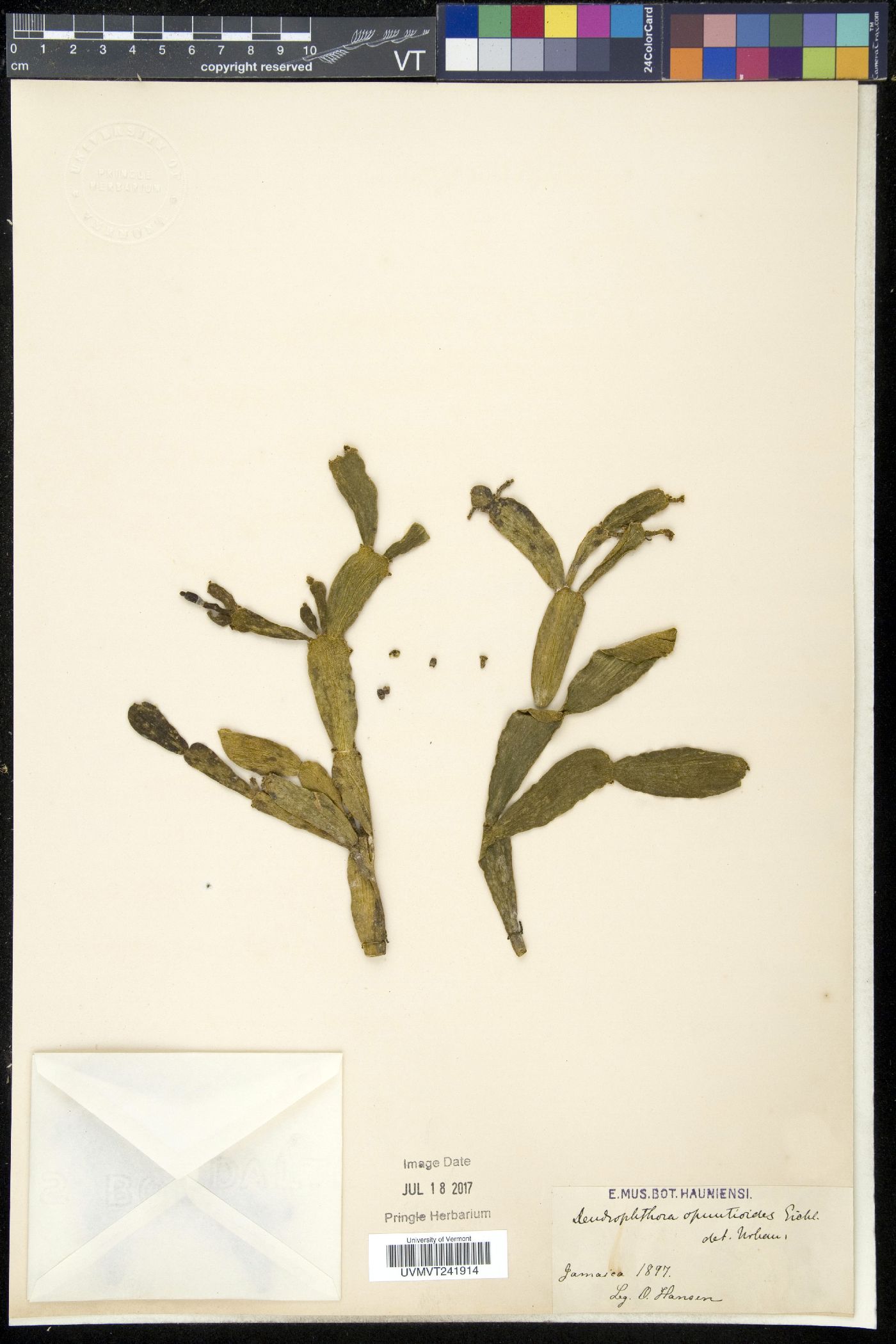 Dendrophthora opuntioides image