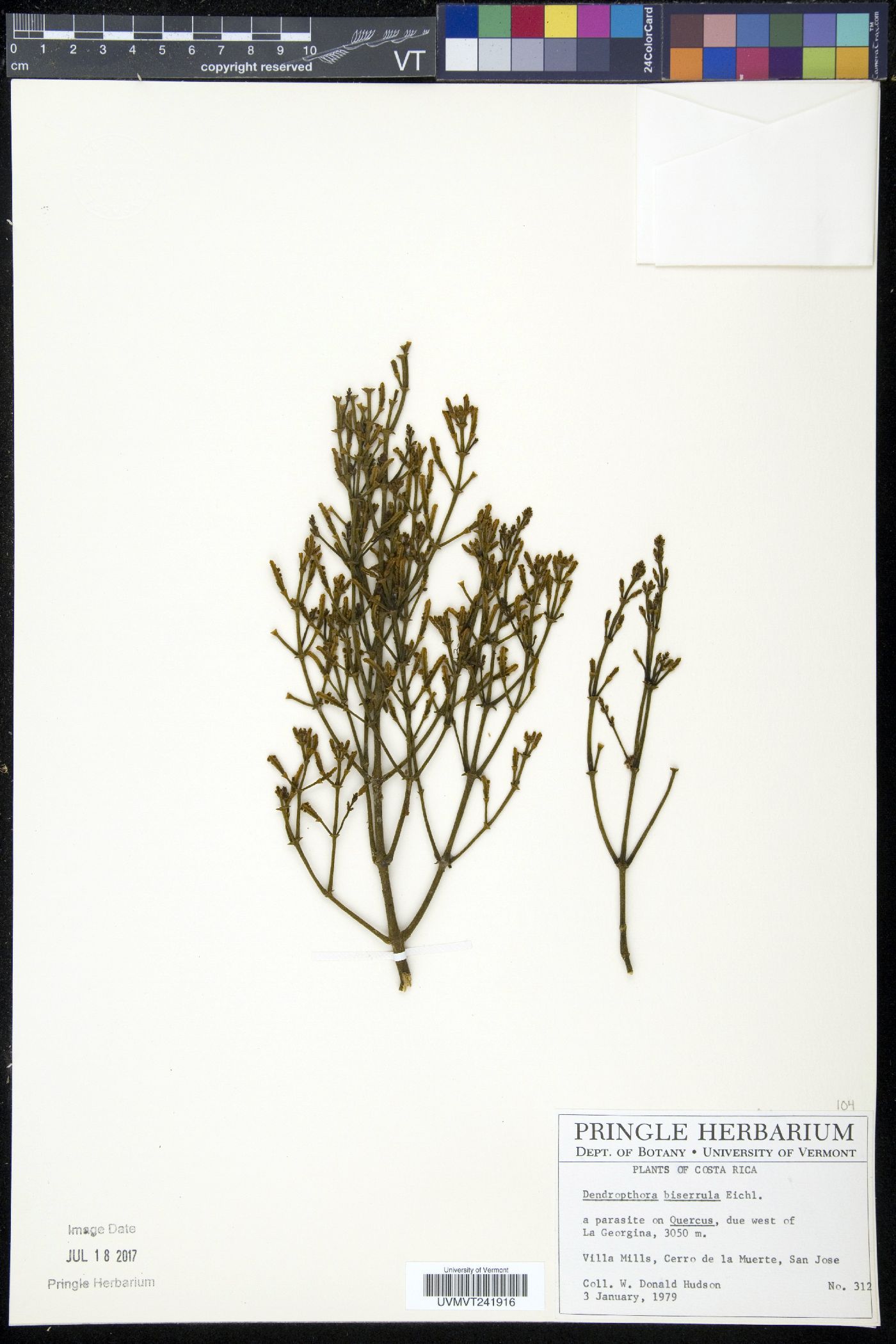 Phoradendron squamigerum image