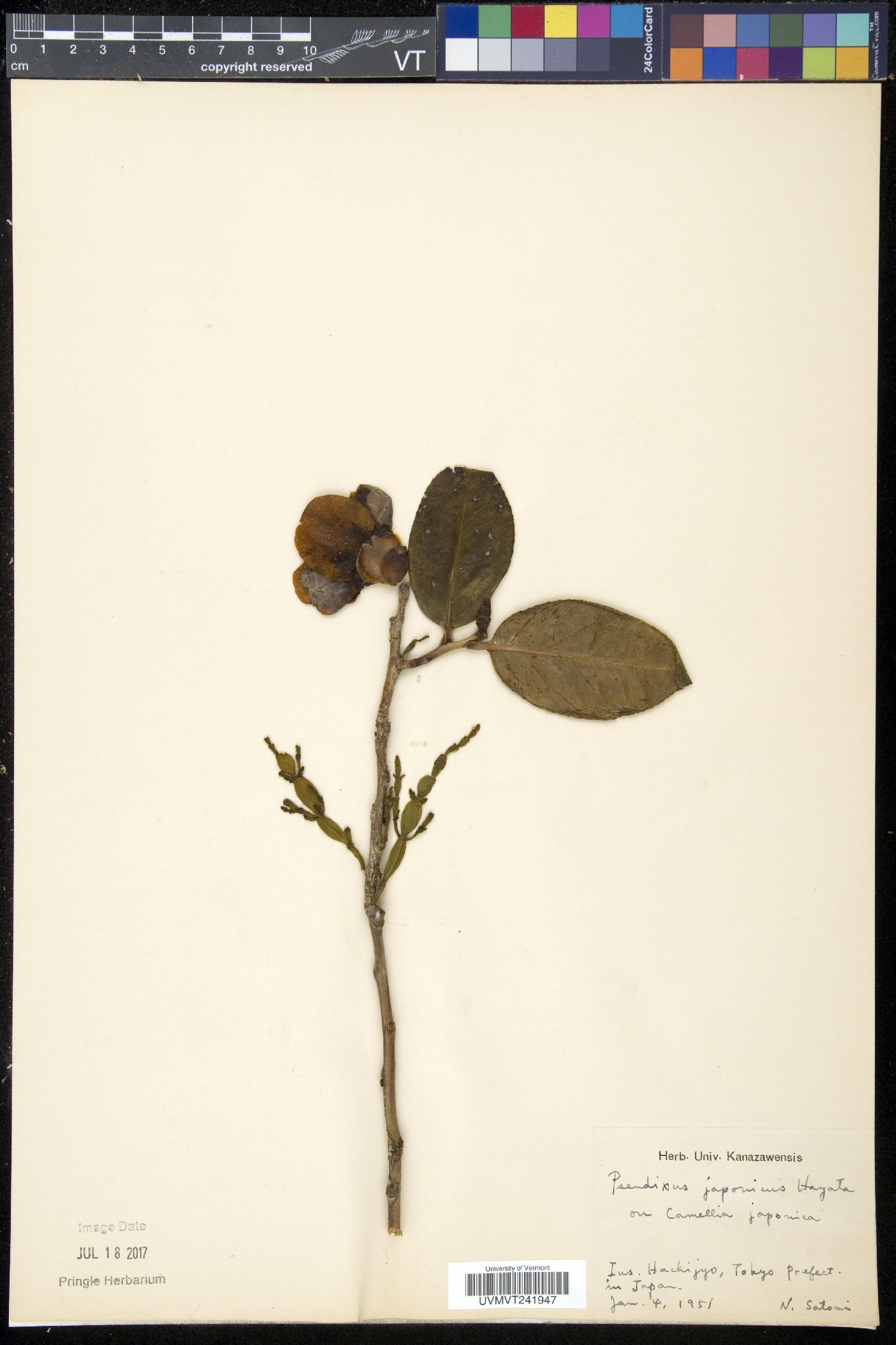 Korthalsella japonica image