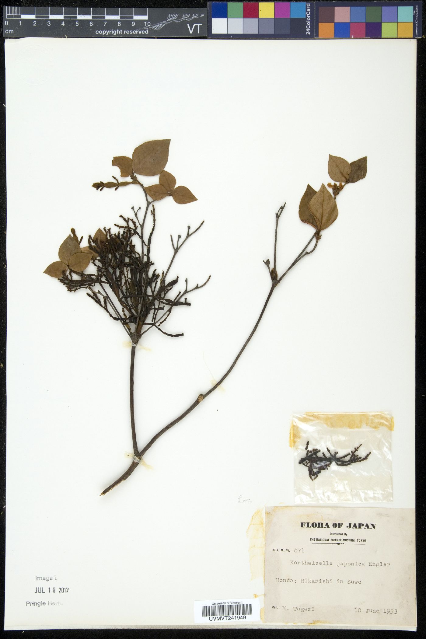 Korthalsella japonica image