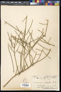 Leptomeria aphylla image