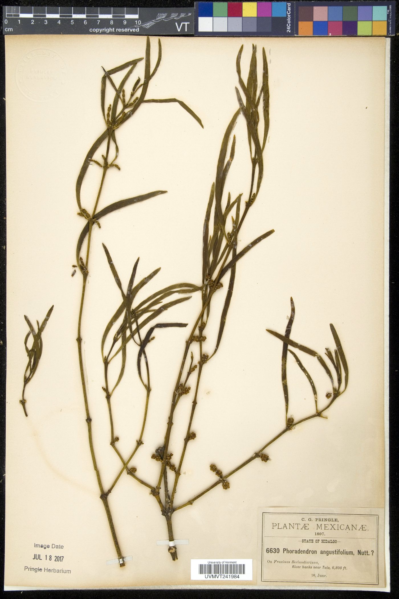 Phoradendron angustifolium image