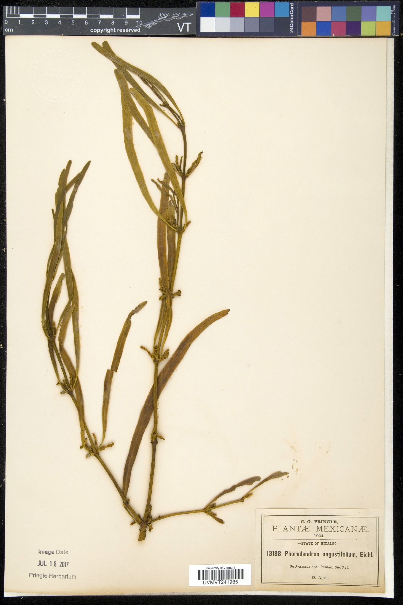 Phoradendron angustifolium image