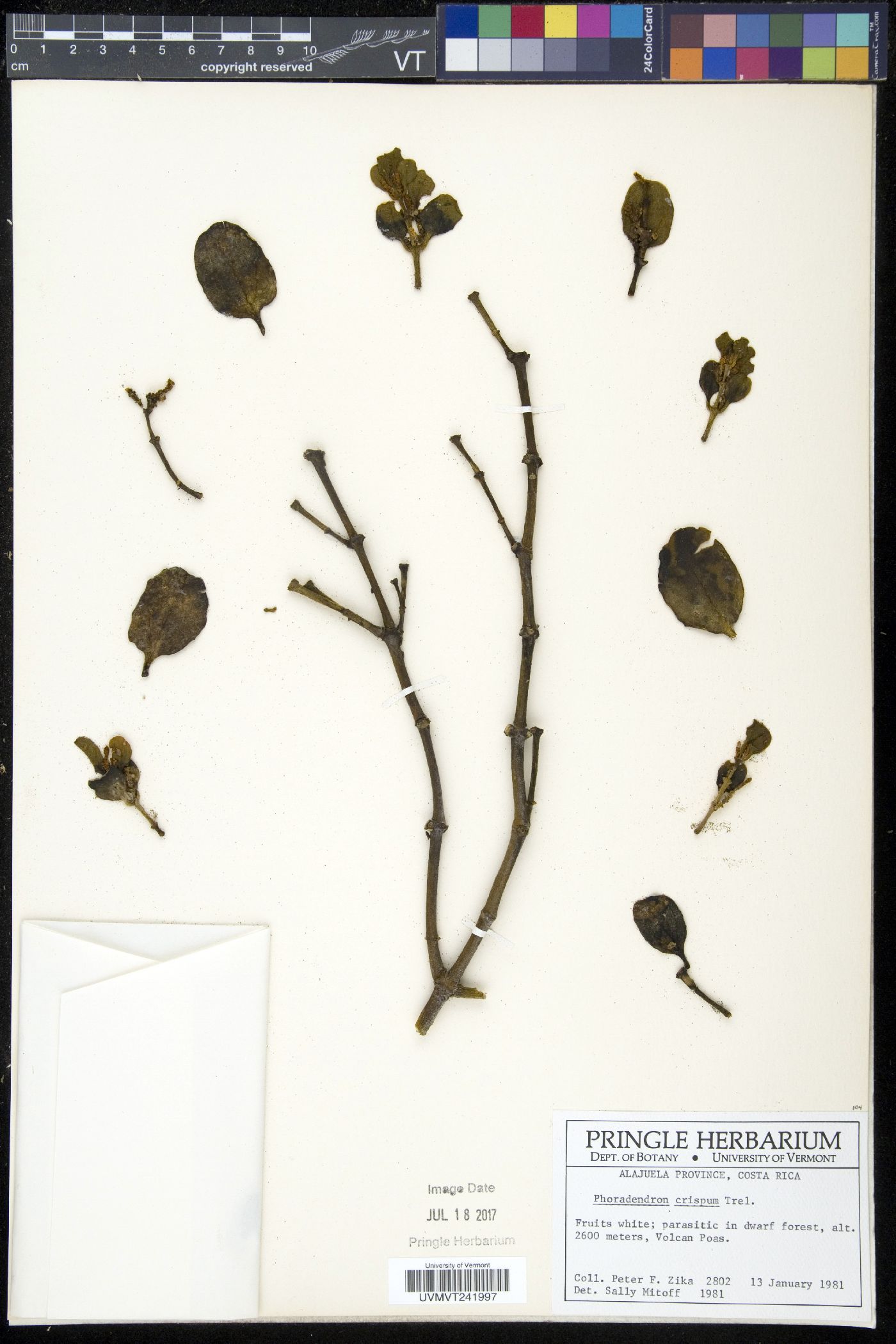 Phoradendron costaricense image