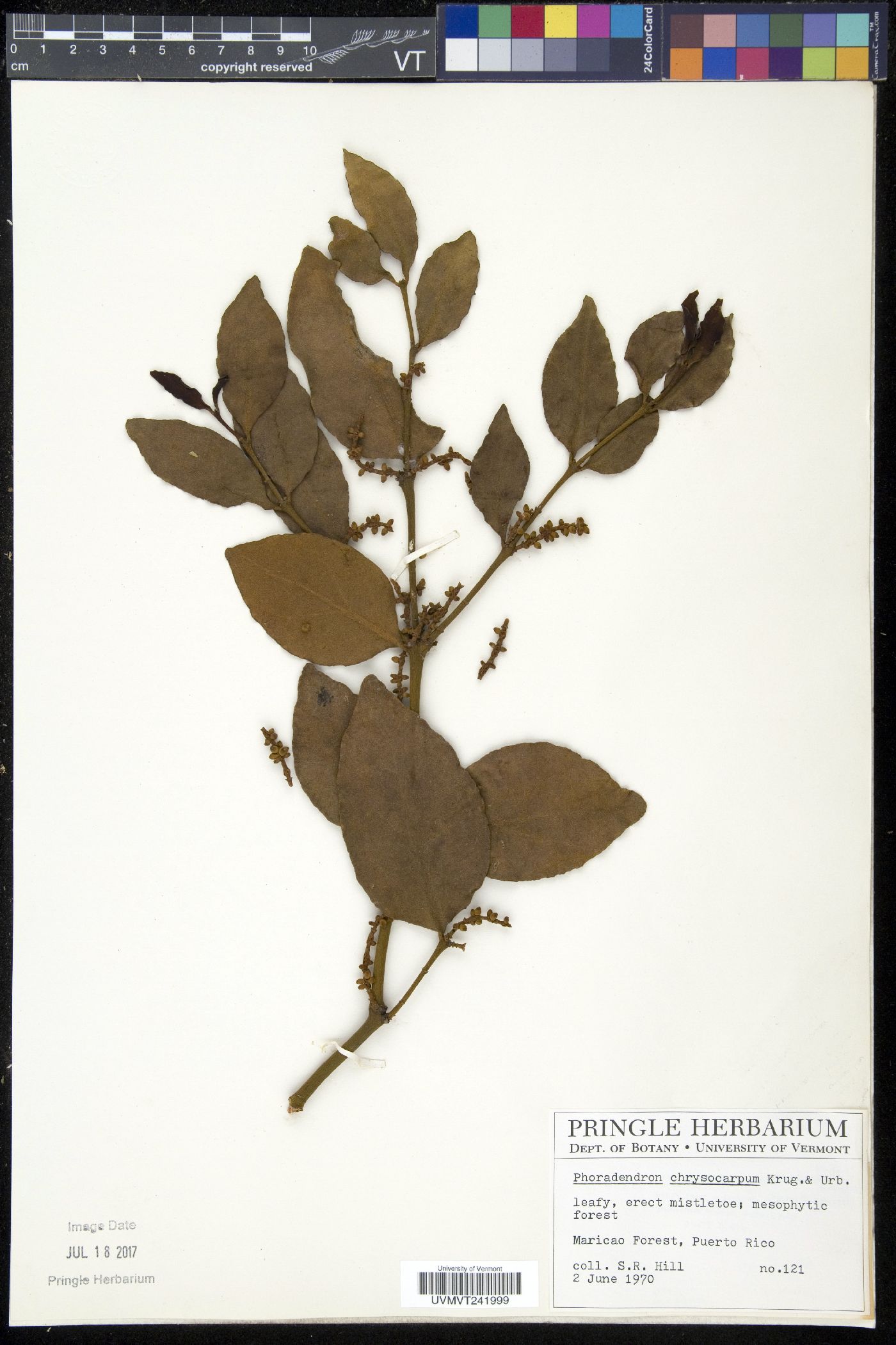 Phoradendron anceps image