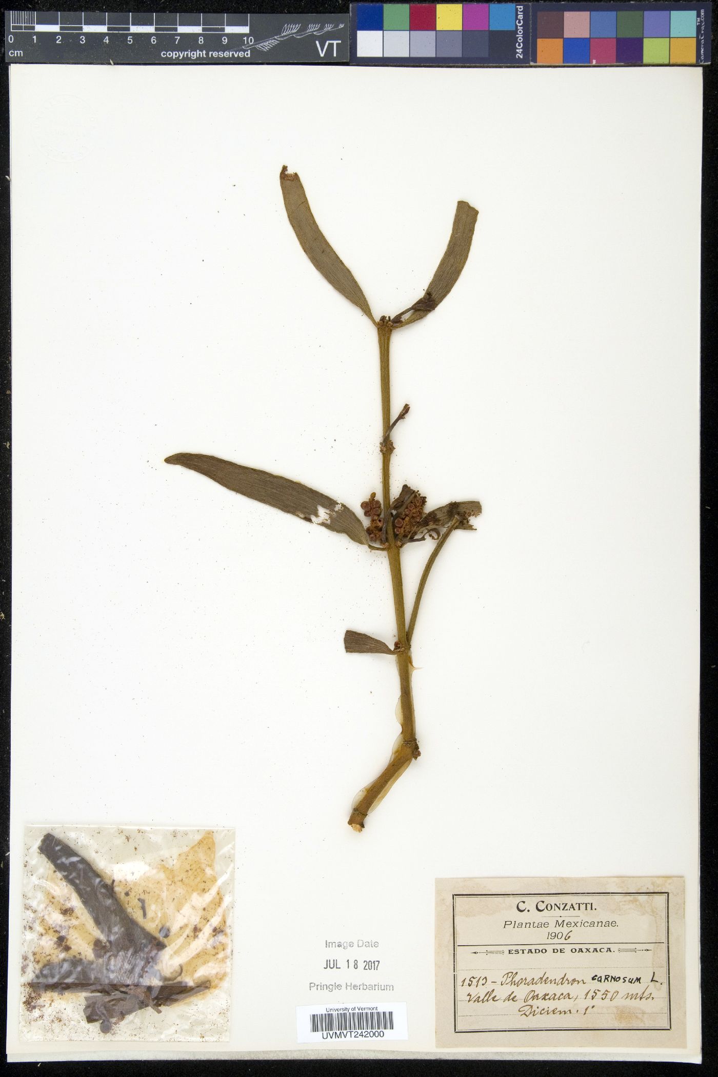 Phoradendron carnosum image